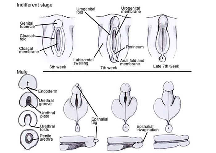 FTM Bottom Growth A Guide from Female To Male