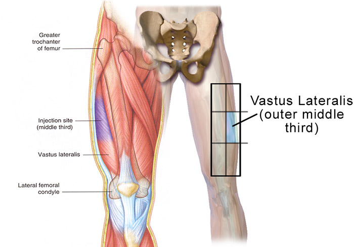 Lateral Thigh Muscle