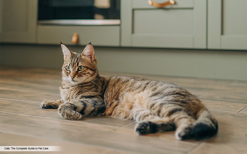 Manly Pets for FTMs: Choosing the Perfect Companion to Match Your Masculine Vibe.