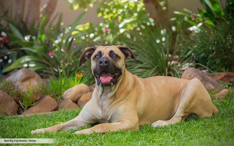 Manly Pets for FTMs: Choosing the Perfect Companion to Match Your Masculine Vibe.