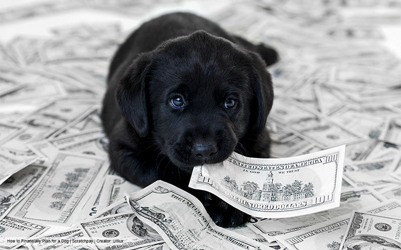 Manly Pets for FTMs: Choosing the Perfect Companion to Match Your Masculine Vibe.