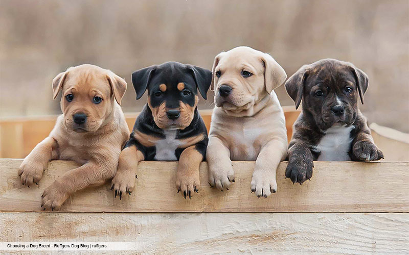 Manly Pets for FTMs: Choosing the Perfect Companion to Match Your Masculine Vibe.