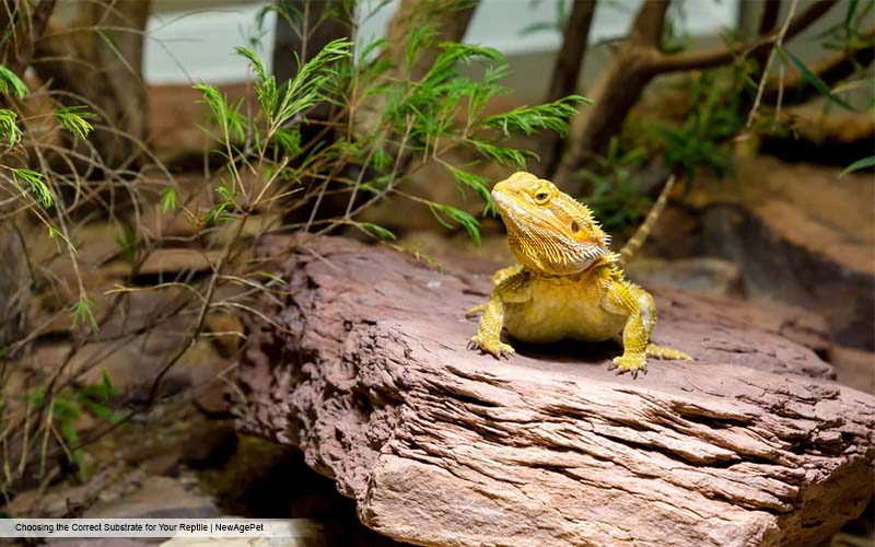 Manly Pets for FTMs: Choosing the Perfect Companion to Match Your Masculine Vibe.